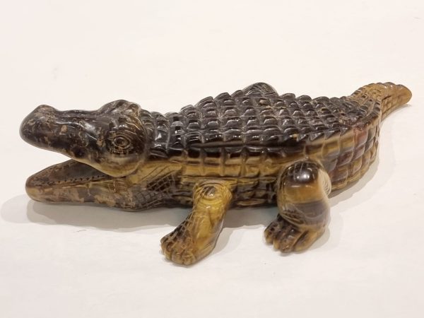 Coccodrillo in occhio di tigre